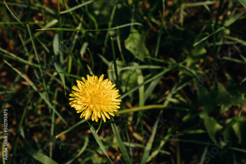 Yellow dandelion flower in green grass