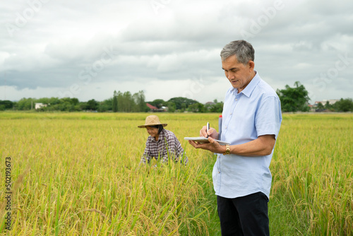 Rice research specialist,asian senior man is recording data for monitoring the quality of rice cultivation in the fields that is ready for harvest. background asian female farmer is working.