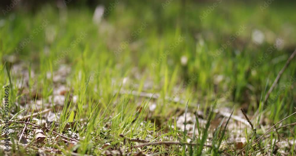 green vegetation and natural life on earth organic farming nature technology growing farmland agriculture season crop wheat fields green vegetation and natural life on earth organic farming nature technology growing farmland agriculture season crop wheat fields