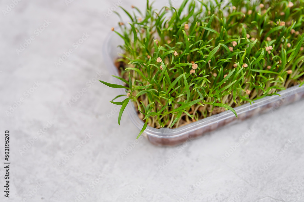 Fototapeta premium Microgreen eco nutrition. Micro green from mustard. Healthy nutrition. Germination of seeds at home. Fresh micro greens, growing. Fresh organic sprouted seeds. Healthy nutrition. Growing superfood.