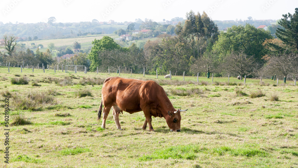 Vacas marrones en pradera de hierba verde Vacas marrones en pradera de hierba verde