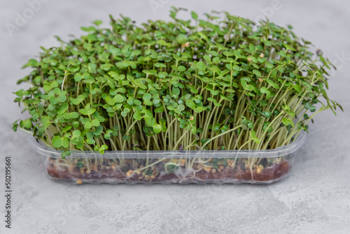 Organic micro greens. Growing green shoots of leaf cabbage, seedlings and young plants. Mockup for healthy eating and organic restaurant cooking advertisement. Sprouted curly leaf kale