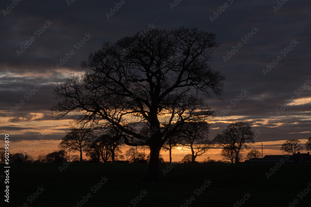 Sunset sky with tree silhouettes