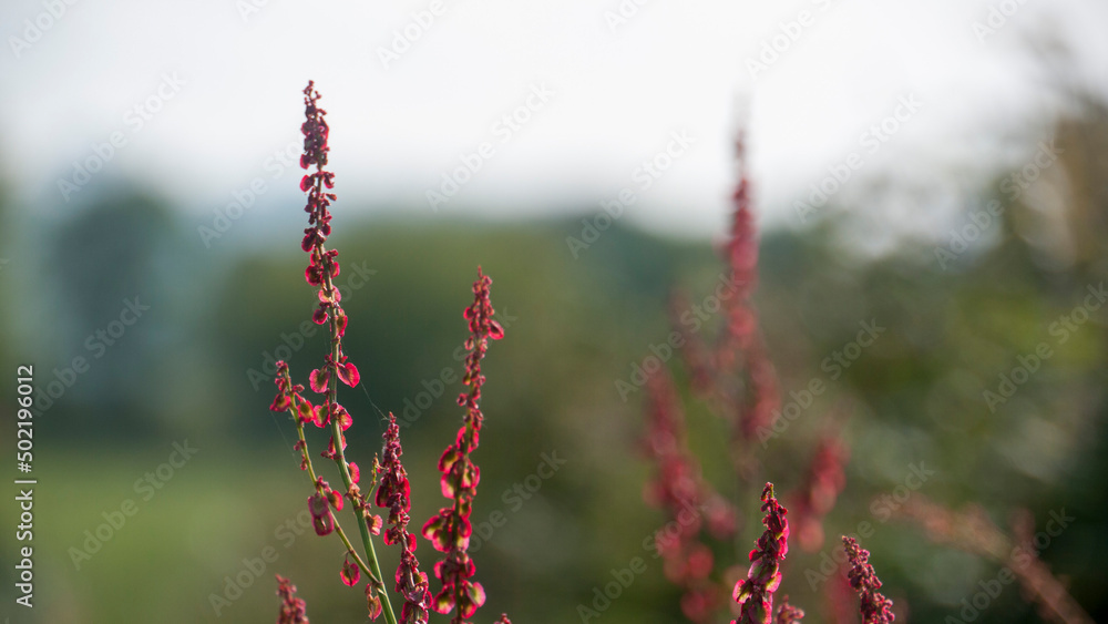 Pétalos rojos en plantas silvestres de largo tallo Pétalos rojos en plantas silvestres de largo tallo
