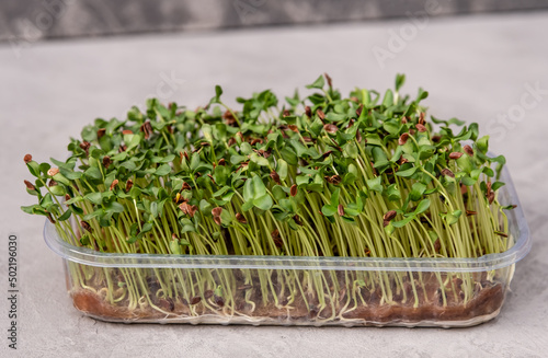 Germinate seeds. Healthy vitamin food. Growing micro greens at home. Green flax sprouts. Raw sprouts microgreen, home garden concept. Grow microgreen for healthy food. Leaf and shoots of a green plant