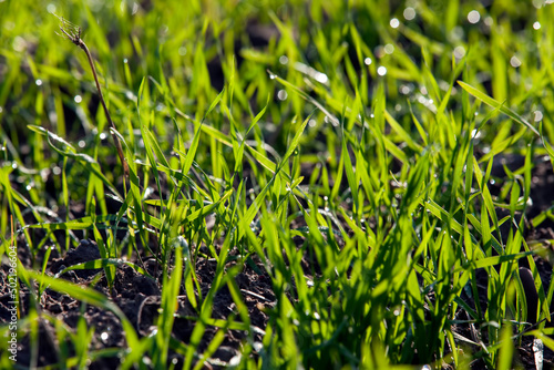 green grass covered with drops of water after rain
