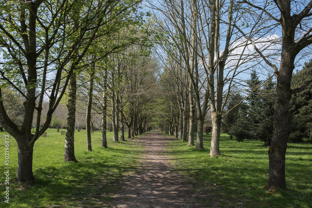 Looking down an avenue of trees