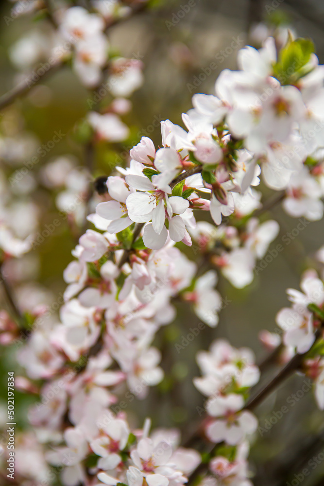 Flowering tree branches. Photo of nature. Closeup of blossoming tree buds.Spring flowering.Spring. Flowering tree branches. Photo of nature. Closeup of blossoming tree buds.Spring flowering.Spring.
