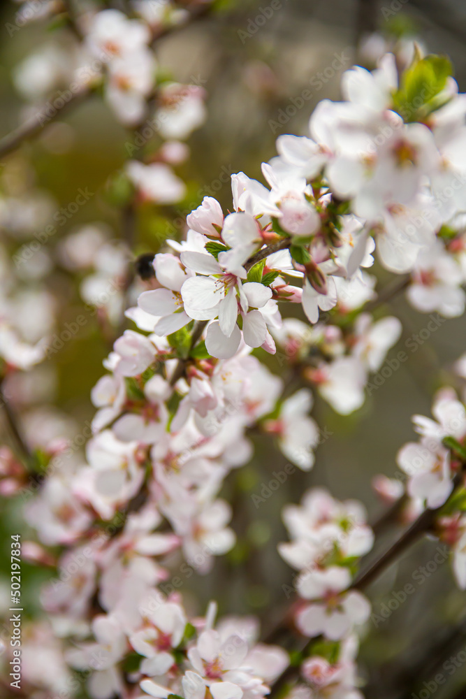 Flowering tree branches. Photo of nature. Closeup of blossoming tree buds.Spring flowering.Spring.