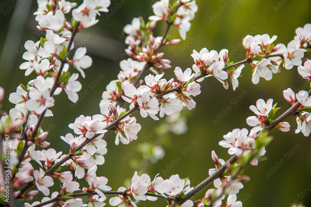Flowering tree branches. Photo of nature. Closeup of blossoming tree buds.Spring flowering.Spring. Flowering tree branches. Photo of nature. Closeup of blossoming tree buds.Spring flowering.Spring.