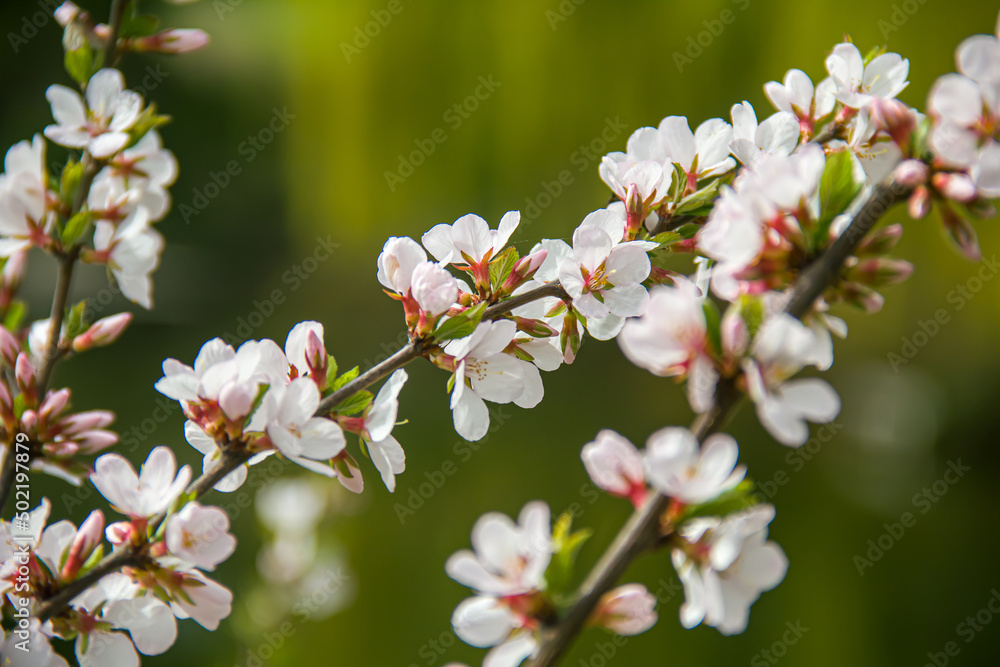 Flowering tree branches. Photo of nature. Closeup of blossoming tree buds.Spring flowering.Spring. Flowering tree branches. Photo of nature. Closeup of blossoming tree buds.Spring flowering.Spring.