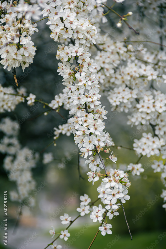 Flowering tree branches. Photo of nature. Closeup of blossoming tree buds.Spring flowering.Spring.