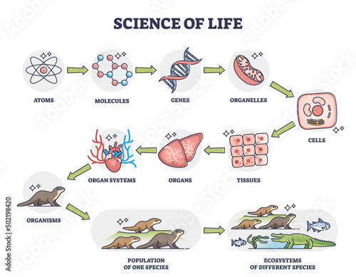 Science of life as nature physiology categories development outline diagram. Labeled educational scheme with living organisms division from atoms, molecules and genes to ecosystems vector illustration