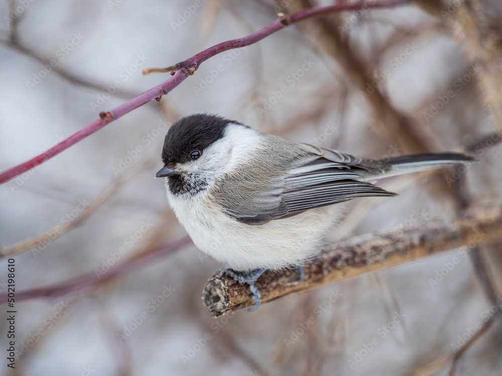 Naklejka premium Cute bird the willow tit, song bird sitting on a branch without leaves in the winter.