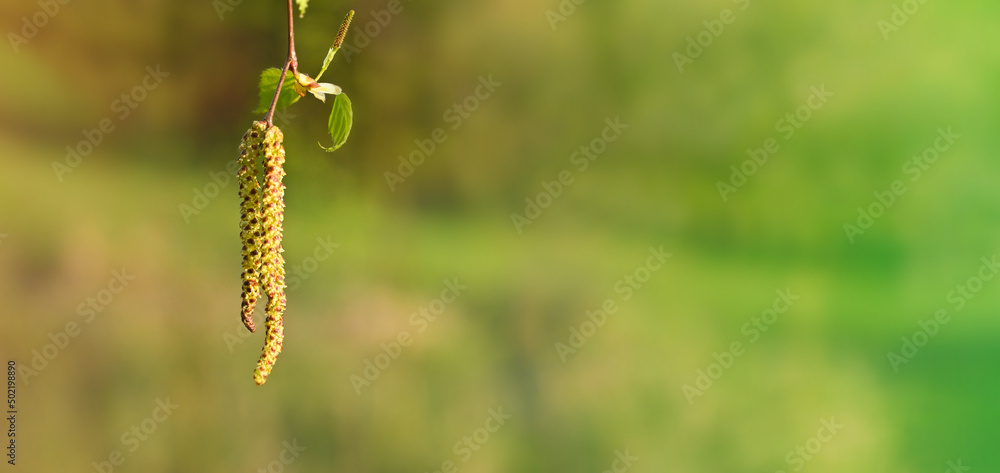 Inflorescence of blossoming birch closeup on a spring day. Beginning of new life. Birch catkins with green leaves at tree branches. Birch Tree Blossoms. Spring background with branch of birch catkins
