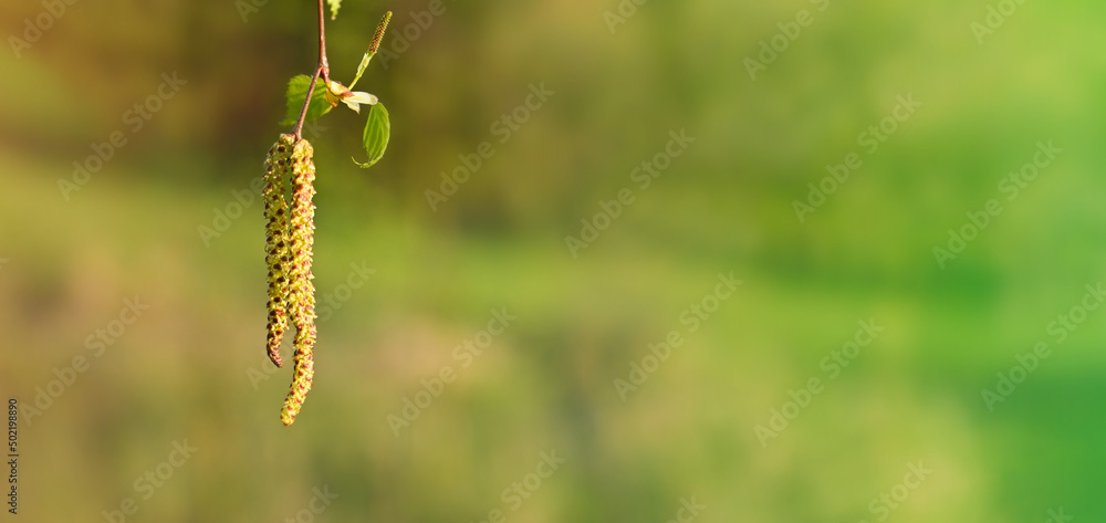 Inflorescence of blossoming birch closeup on a spring day. Beginning of new life. Birch catkins with green leaves at tree branches. Birch Tree Blossoms. Spring background with branch of birch catkins
Inflorescence of blossoming birch closeup on a spring day. Beginning of new life. Birch catkins with green leaves at tree branches. Birch Tree Blossoms. Spring background with branch of birch catkins