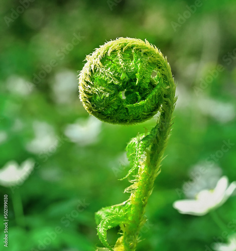 Fotografie Fresh fern in the forest, macro photography, green background, green fern frond