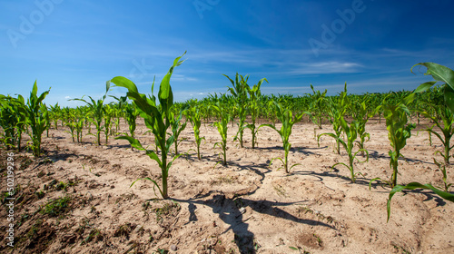 green corn field during cultivation