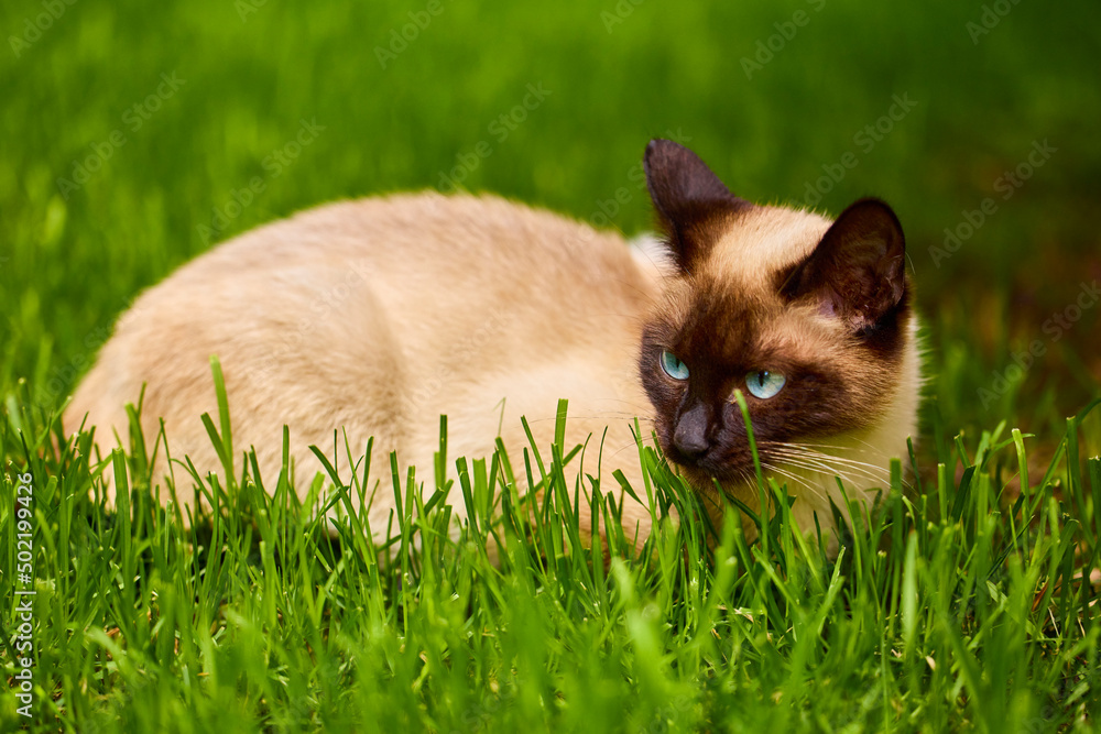 Close up with a beautiful cat in the garden Close up with a beautiful cat in the garden