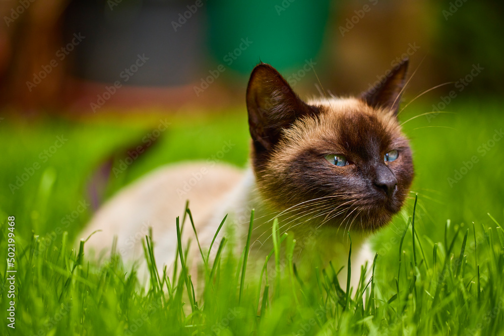 Close up with a beautiful cat in the garden Close up with a beautiful cat in the garden