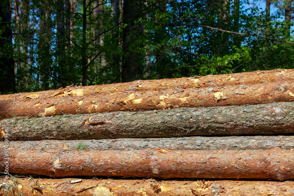 pine wood of coniferous trees during logging pine wood of coniferous trees during logging