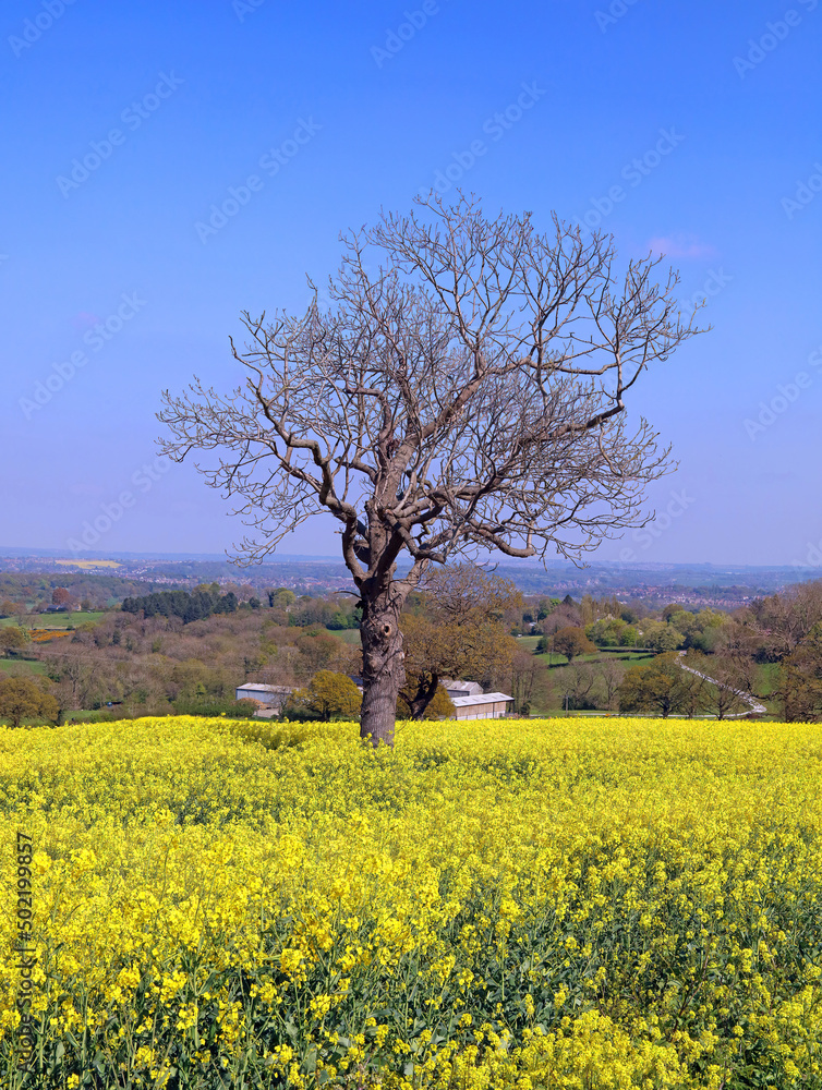 Tree in field of yellow rapeseed, Derbyshire England
Tree in field of yellow rapeseed, Derbyshire England
