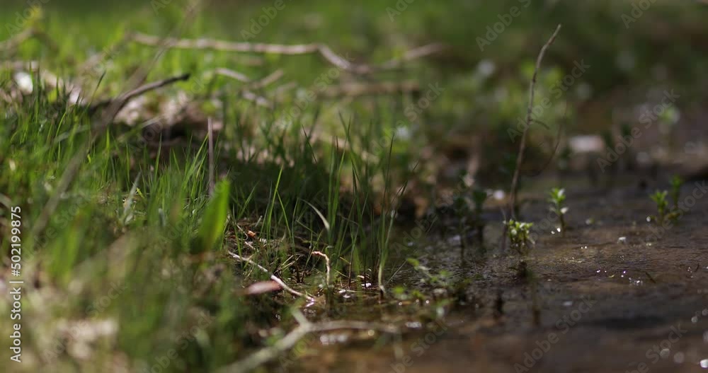 green vegetation and natural life on earth green vegetation and natural life on earth