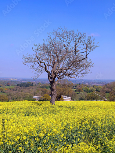 Tree in field of yellow rapeseed, Derbyshire England 