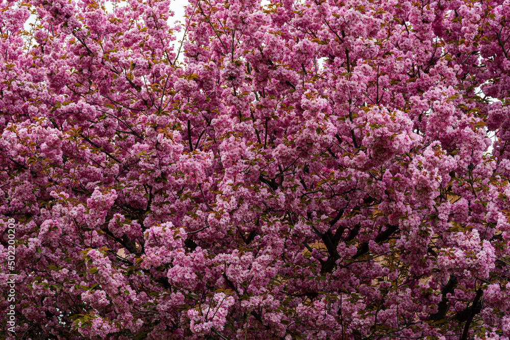cherry tree blossom in spring garden