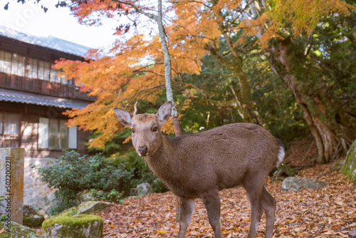                                           Deer and autumn foliage in Miyajima Island  Hiroshima