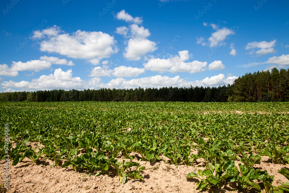 agricultural field with growing sugar beet for the production of sugar