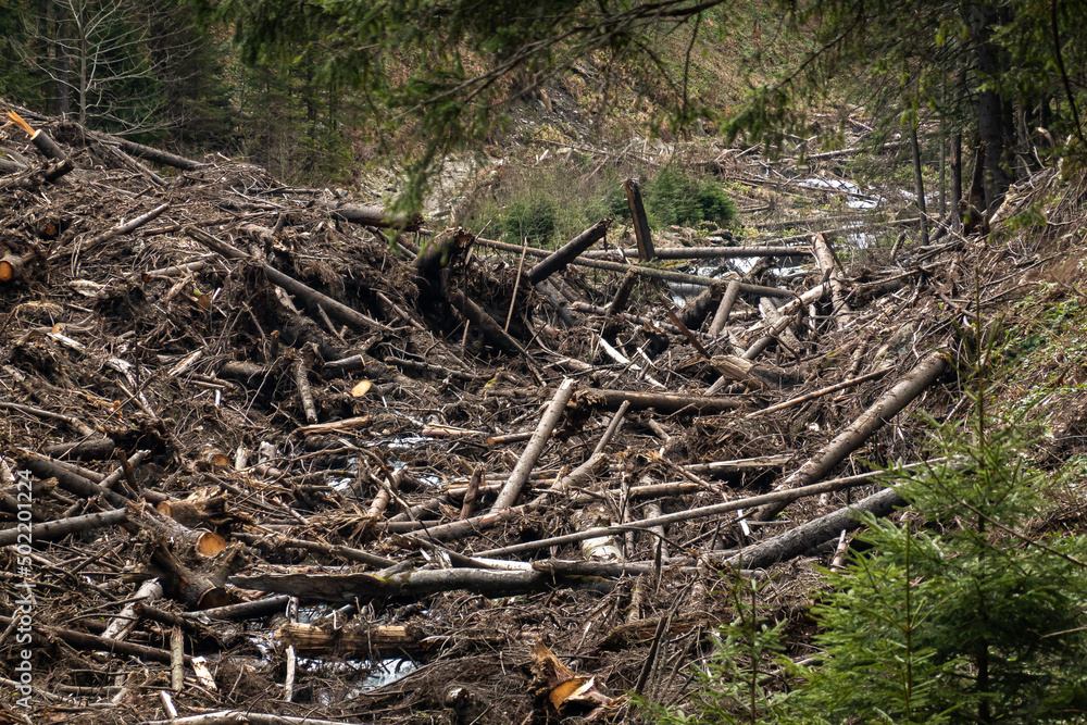 The remains of a destroyed forest because of the avalanches, floods and deforestation. A lot of branches and trees block a river in the mountains. Danger for the environment, global warming. The remains of a destroyed forest because of the avalanches, floods and deforestation. A lot of branches and trees block a river in the mountains. Danger for the environment, global warming.