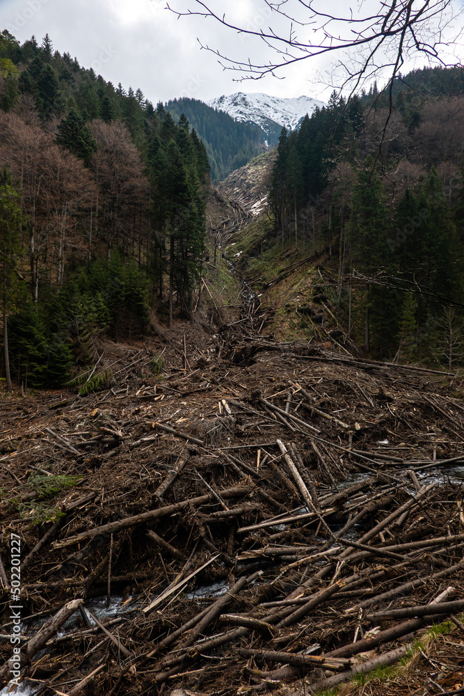 The remains of a destroyed forest because of the avalanches, floods and deforestation. A lot of branches and trees block a river in the mountains. Danger for the environment, global warming. The remains of a destroyed forest because of the avalanches, floods and deforestation. A lot of branches and trees block a river in the mountains. Danger for the environment, global warming.