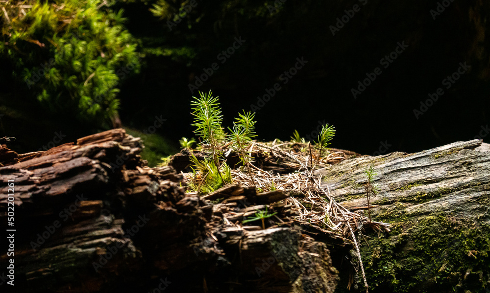 Fir tree sprout is rising from the remains of an old fallen tree in the heart of the forest. Concept photo life from death. Fir tree sprout is rising from the remains of an old fallen tree in the heart of the forest. Concept photo life from death.