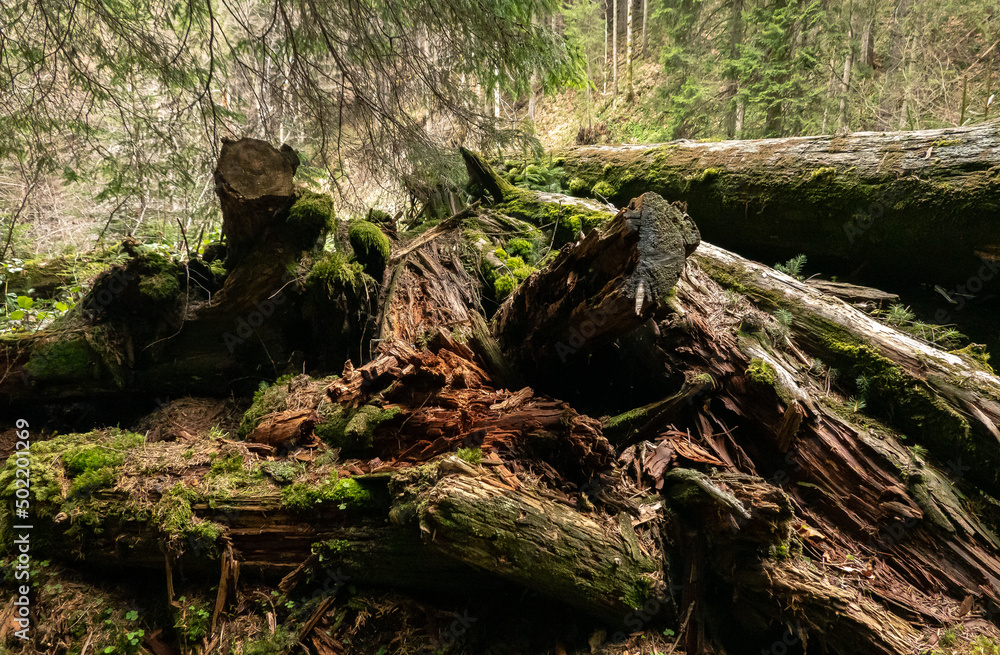 Some rotten trees in a forest with moss on them. Fallen tree in the woods. Some rotten trees in a forest with moss on them. Fallen tree in the woods.