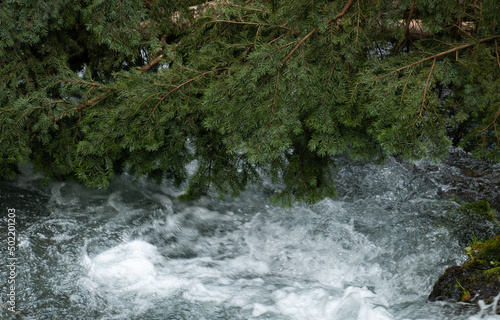 The branches of a fallen fir tree getting hit by the fast flowing river water in the heart of the mountains.