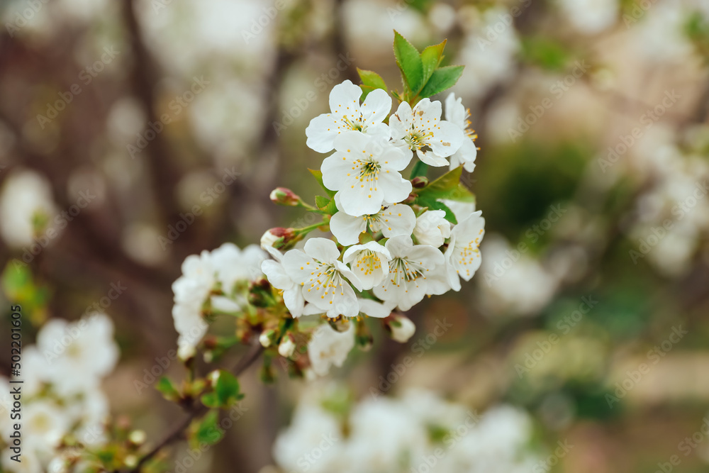 Cherry blossoms in spring. White fruit tree flowers and green young leaves in the garden. Cherry blossoms in spring. White fruit tree flowers and green young leaves in the garden.