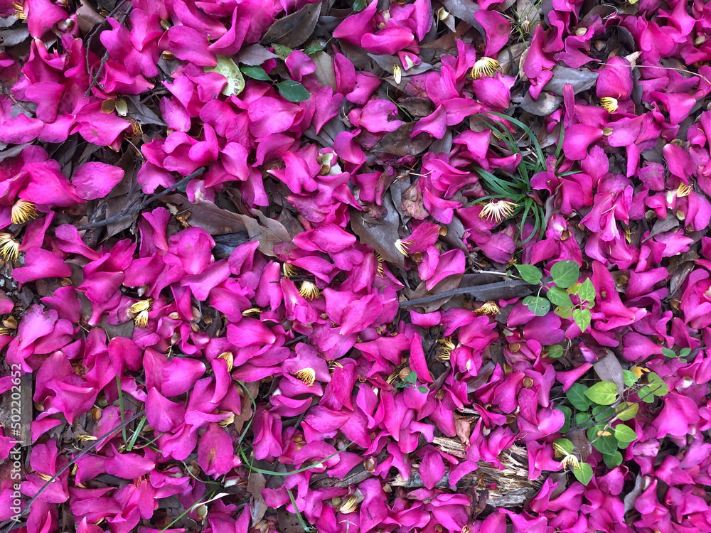 fallen pink petals