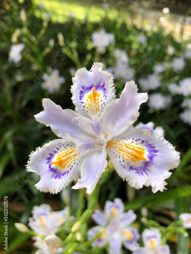Iris gracilipes, pale purple little iris 3