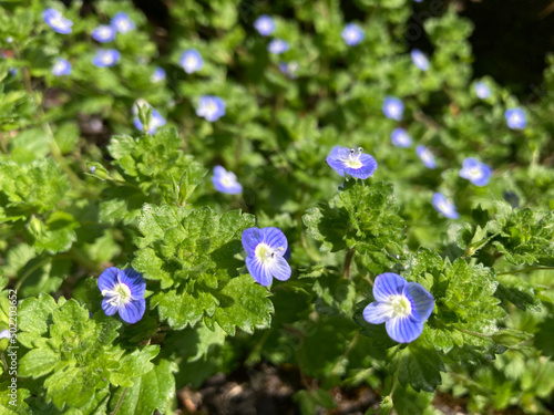 birdeye speedwell, little blue flows in spring 