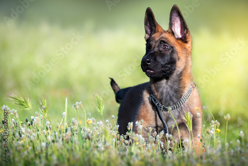 Retrato de cachorro de pastor belga malinois jugando en el campo entre la hierba verde photo