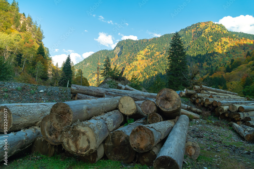 Sawn tree trunks in the mountains. Harvesting trees for winter in the mountains Sawn tree trunks in the mountains. Harvesting trees for winter in the mountains
