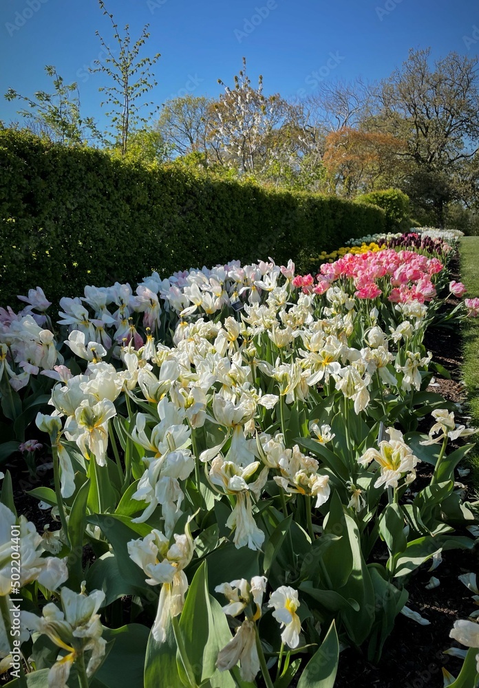Fototapeta premium flowers in the park