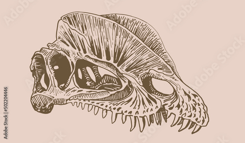 Graphical vintage skull of dilophosaurus , sepia background,vector fossil element of museum