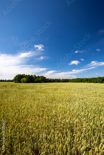an agricultural field where cereal wheat is grown