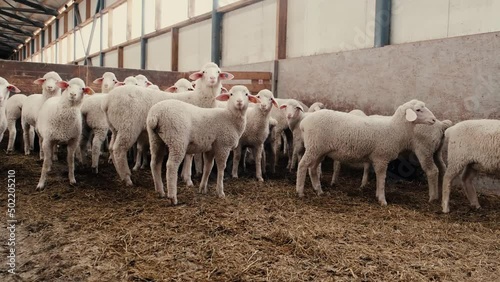 Sheep looking at camera in the wooden barn. In background group of sheep animals standing and eating on the farm.