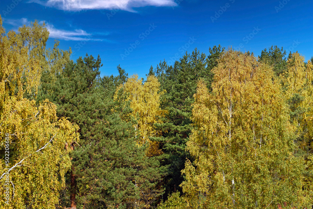 Fototapeta premium Forest against the blue sky on a sunny autumn day