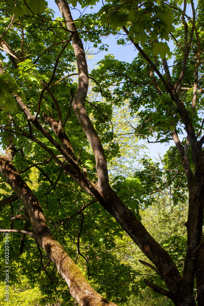 deciduous trees growing in the park in the summer