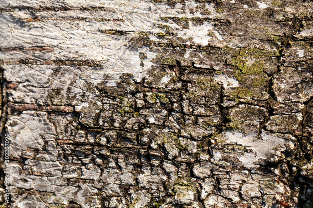 structure and features of protective tree bark structure and features of protective tree bark