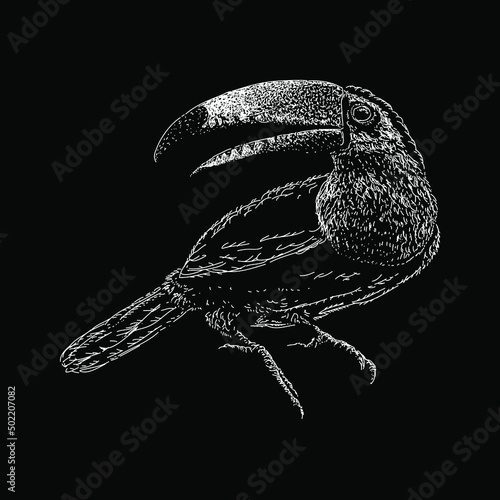 Keel-Billed Toucan hand drawing vector illustration isolated on black background